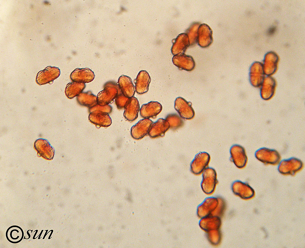 Изображение особи Pimpinella anisum.