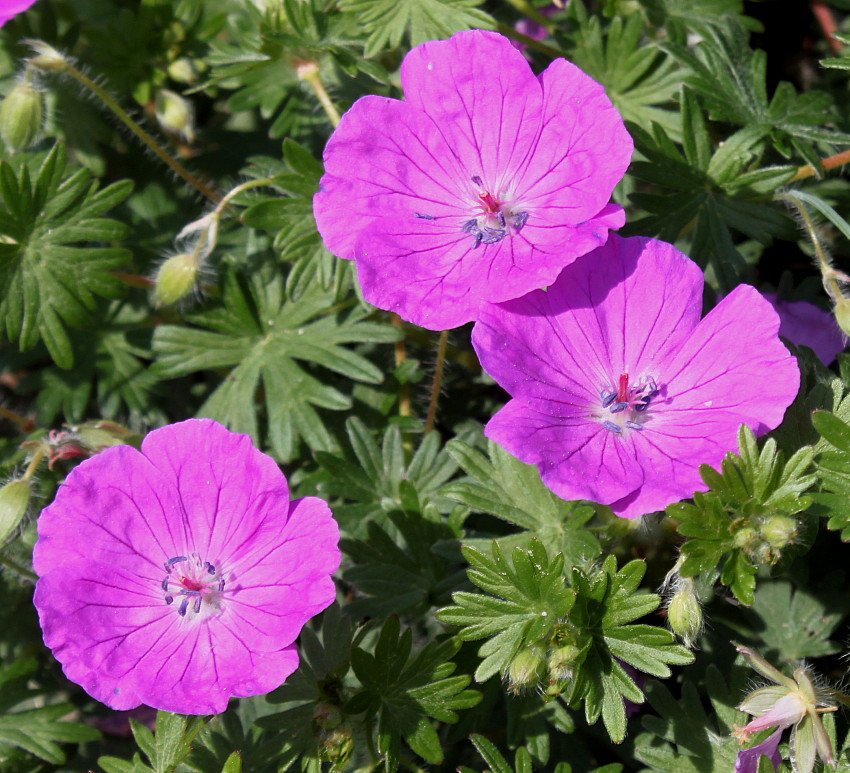 Изображение особи Geranium sanguineum.