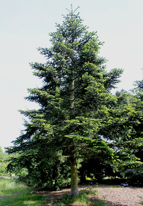 Image of Abies numidica specimen.