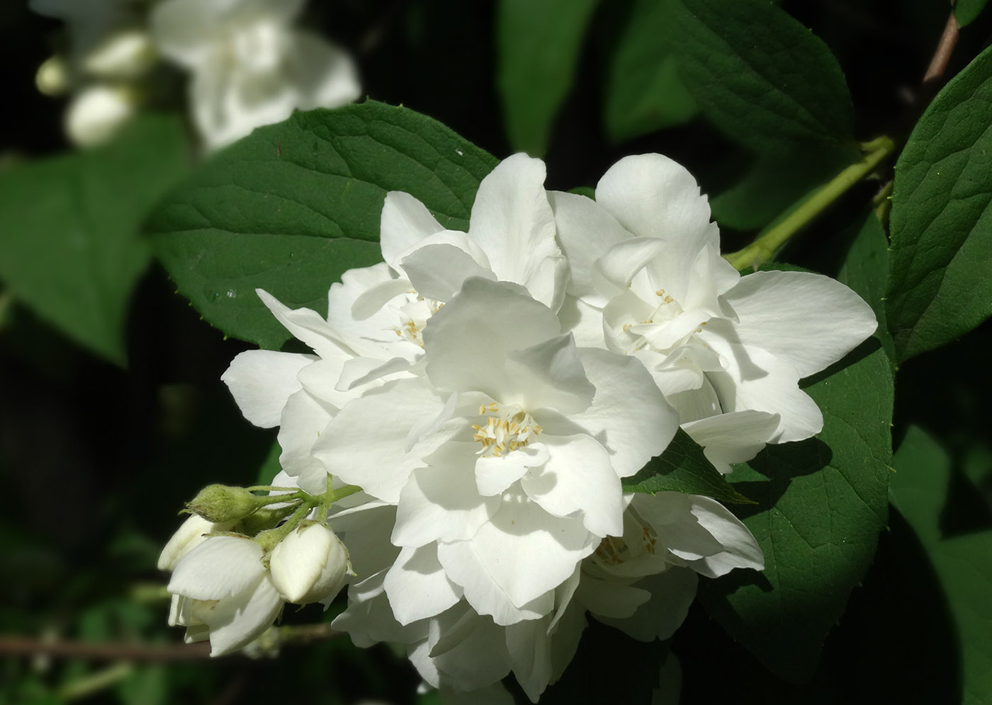 Image of Philadelphus × virginalis specimen.