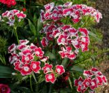 Dianthus barbatus. Соцветия. Германия, г. Дюссельдорф, Ботанический сад университета. 02.06.2014.