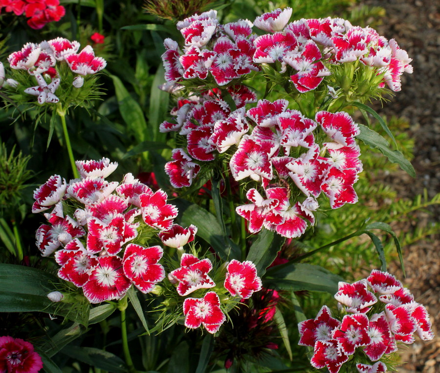 Image of Dianthus barbatus specimen.