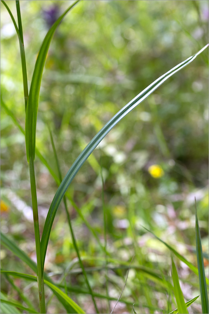 Изображение особи Scirpus sylvaticus.