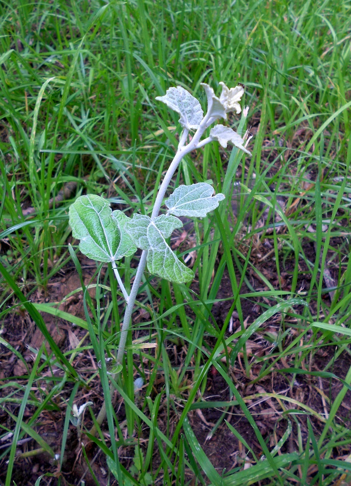 Image of Populus &times; canescens specimen.