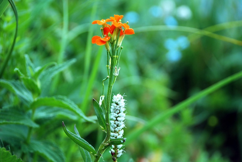 Image of Erysimum croceum specimen.