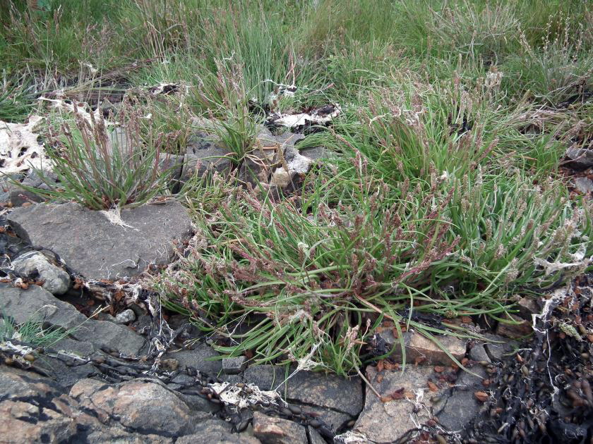 Image of Plantago maritima ssp. subpolaris specimen.