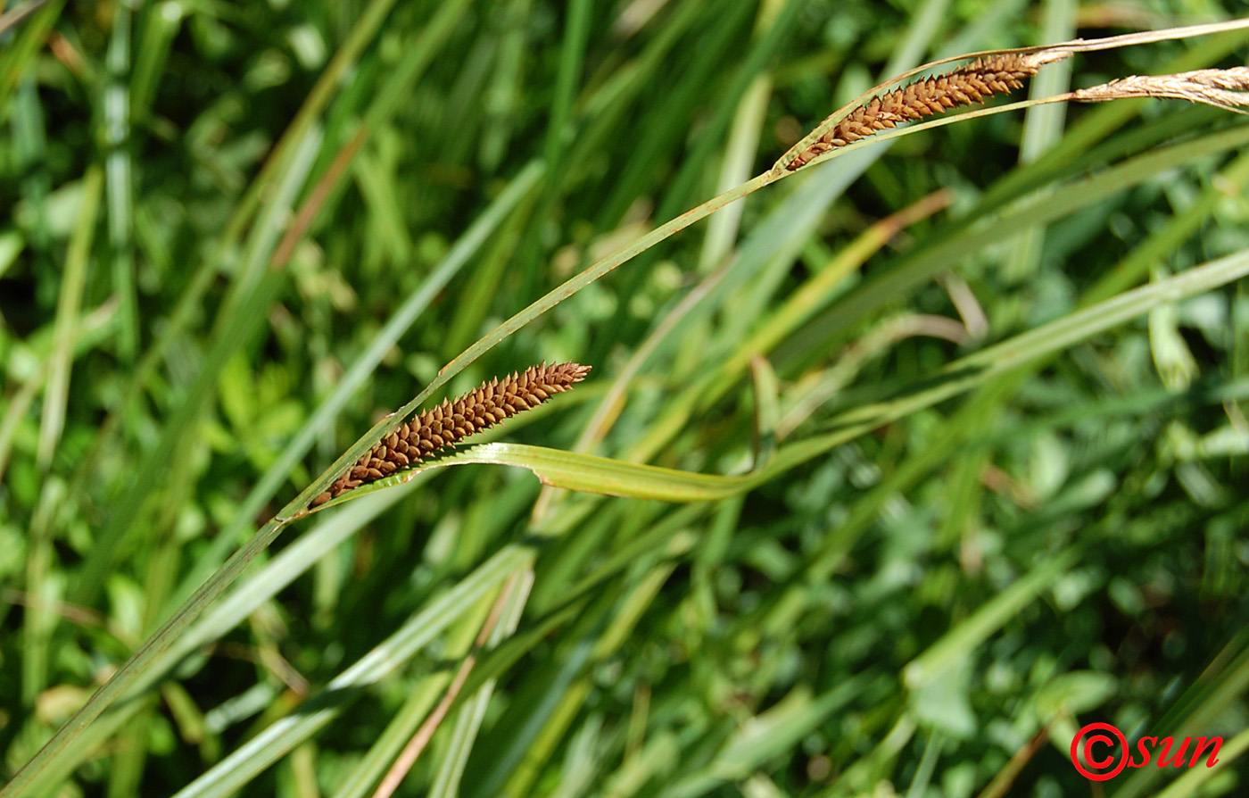 Image of Carex acuta specimen.