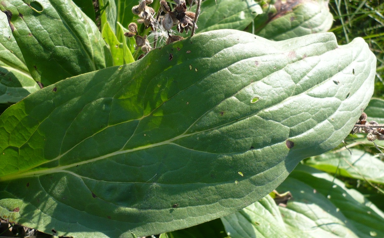 Image of Cynoglossum officinale specimen.