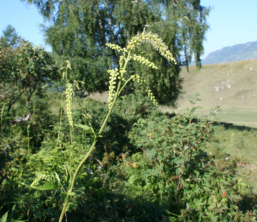 Image of Cimicifuga foetida specimen.