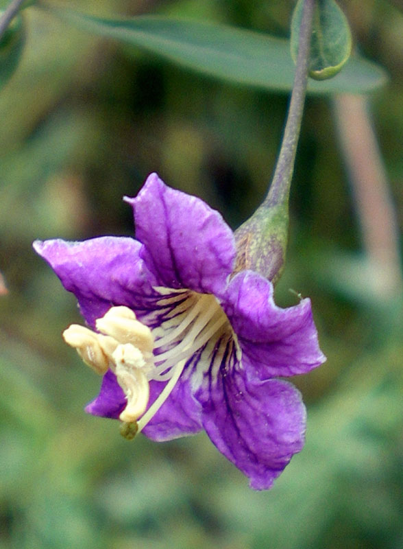 Image of Lycium barbarum specimen.