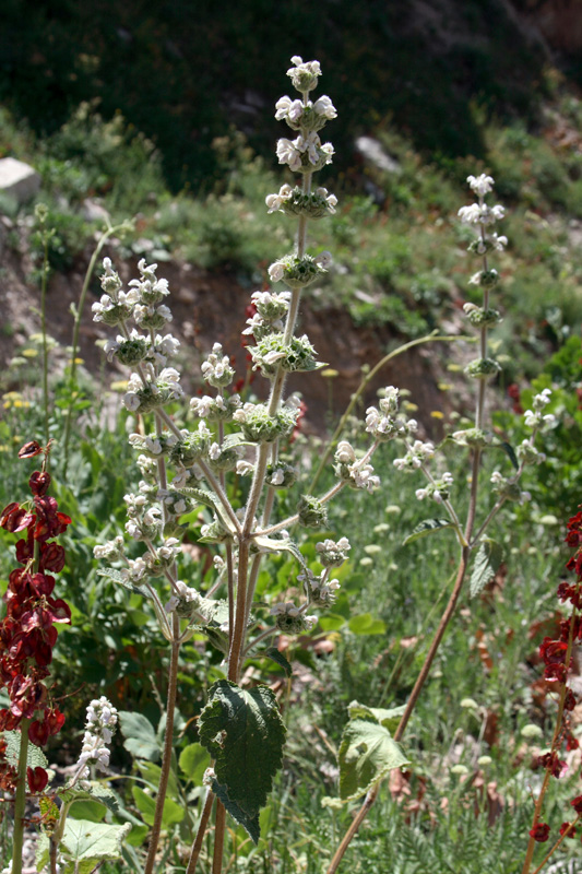 Image of Phlomoides ostrowskiana specimen.