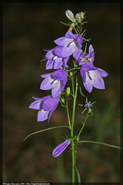 Image of Campanula rotundifolia specimen.