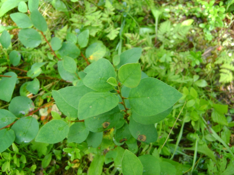 Image of Cotoneaster cinnabarinus specimen.