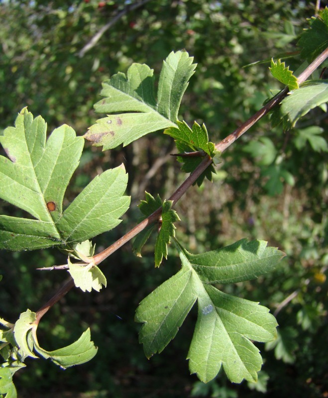 Image of Crataegus monogyna specimen.