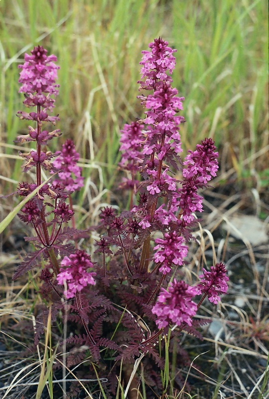 Изображение особи Pedicularis verticillata.