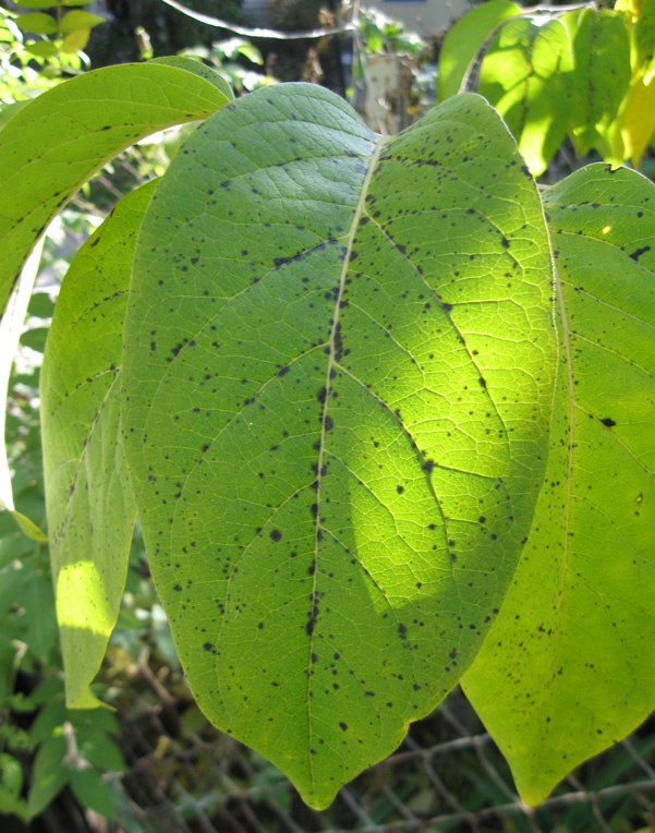 Изображение особи Diospyros virginiana.