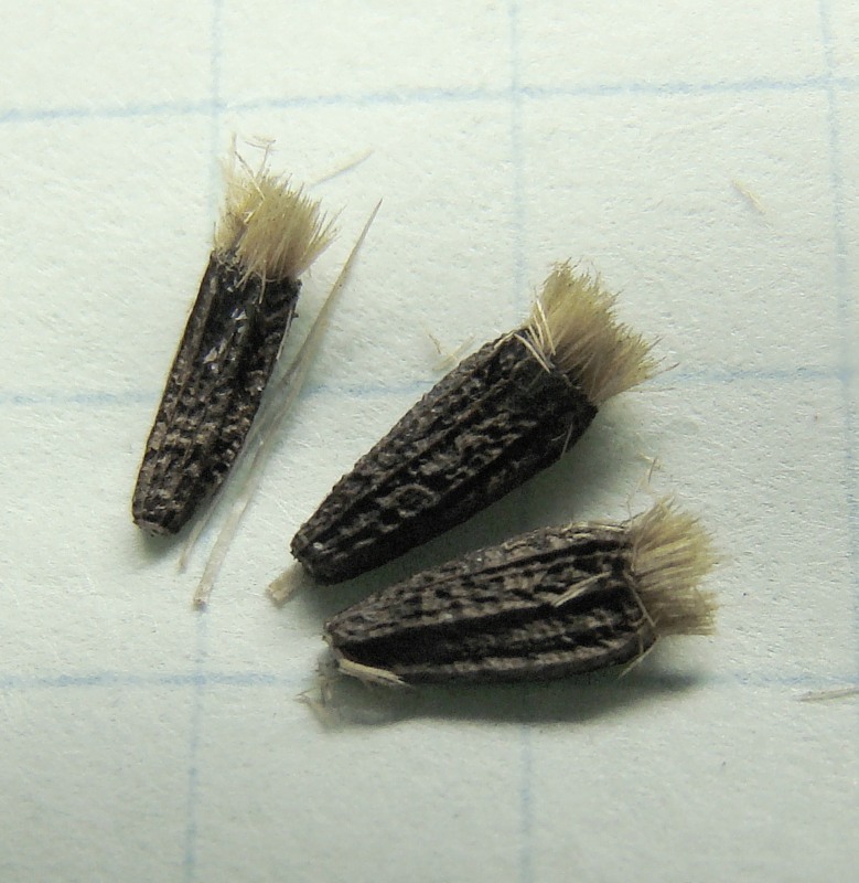 Image of Arctium tomentosum specimen.