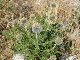 Echinops maracandicus