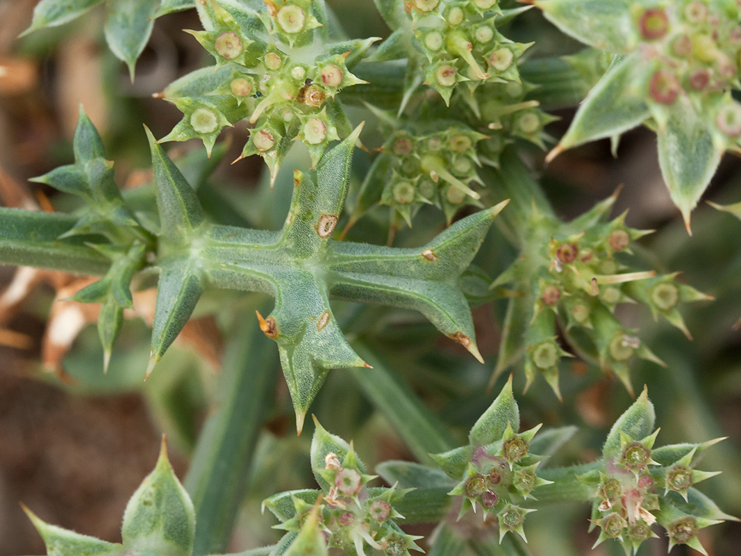 Image of Echinophora spinosa specimen.