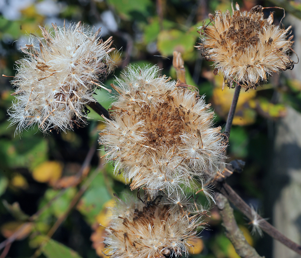 Image of Inula helenium specimen.