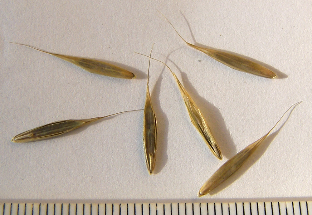 Image of familia Poaceae specimen.