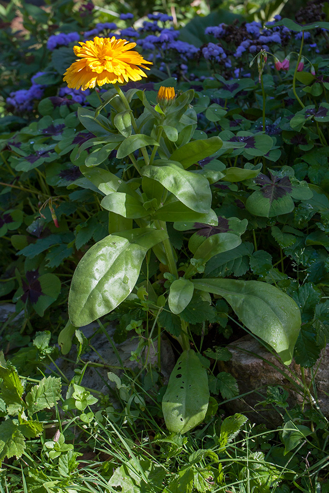 Image of Calendula officinalis specimen.