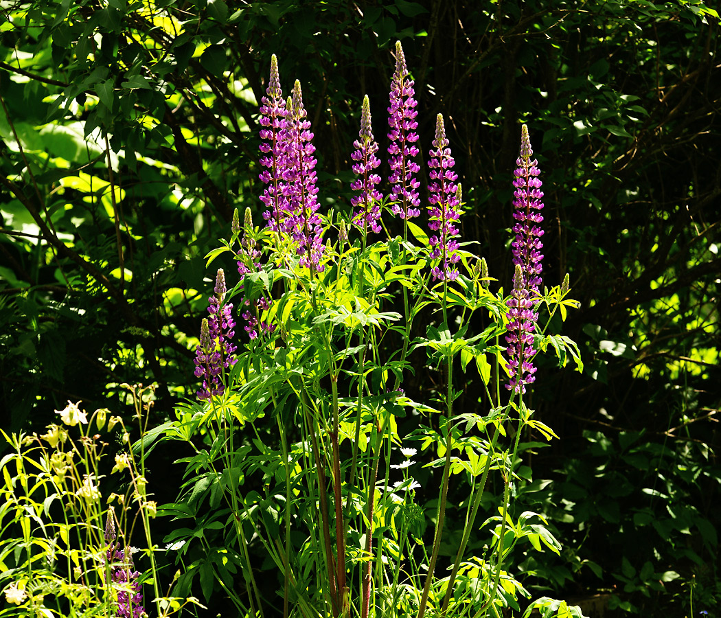 Image of Lupinus &times; regalis specimen.