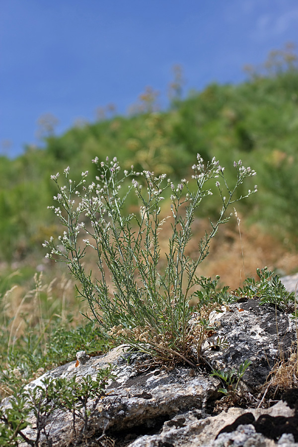 Image of Centaurea pseudosquarrosa specimen.