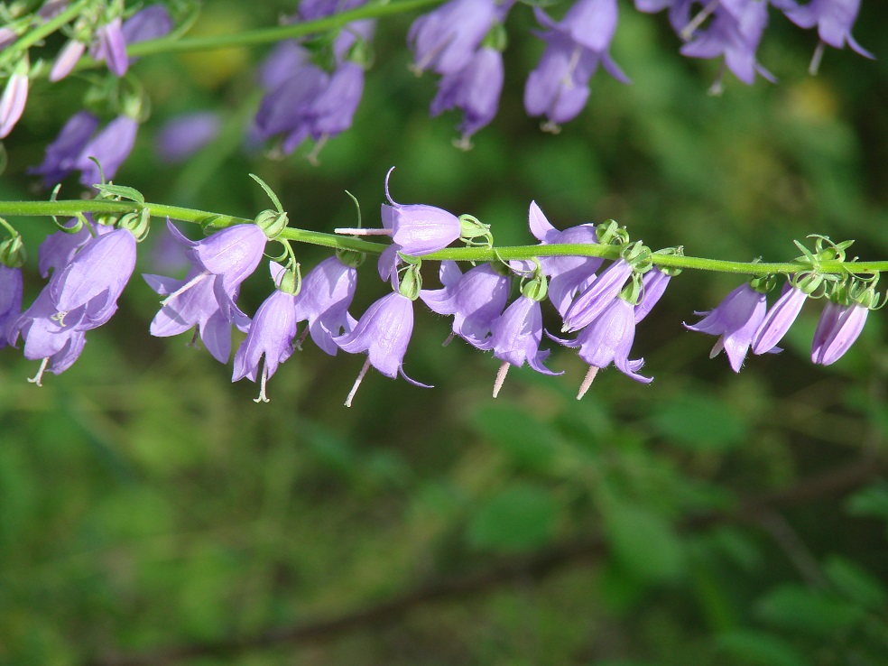 Image of Campanula rapunculoides specimen.