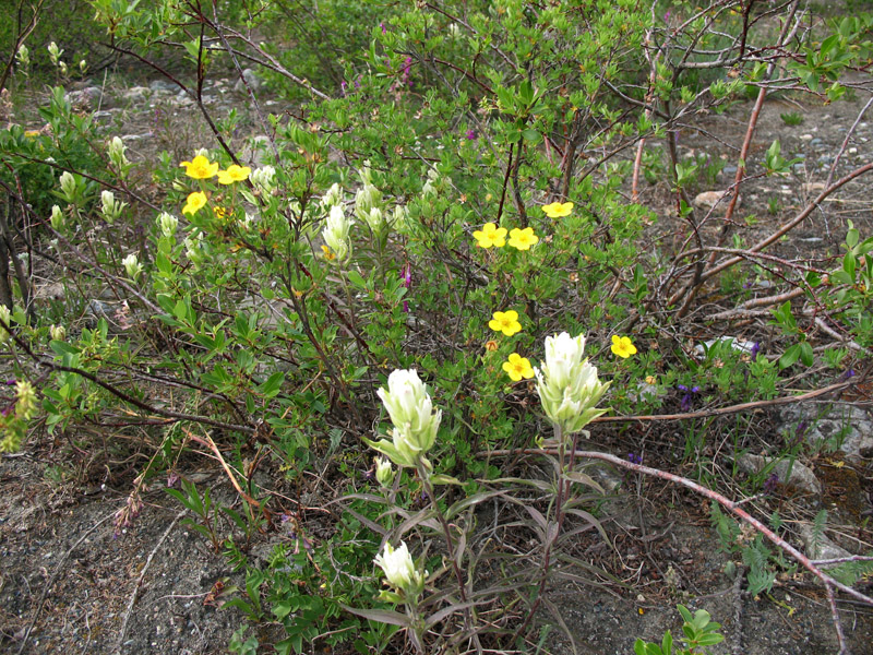 Image of Castilleja pallida specimen.