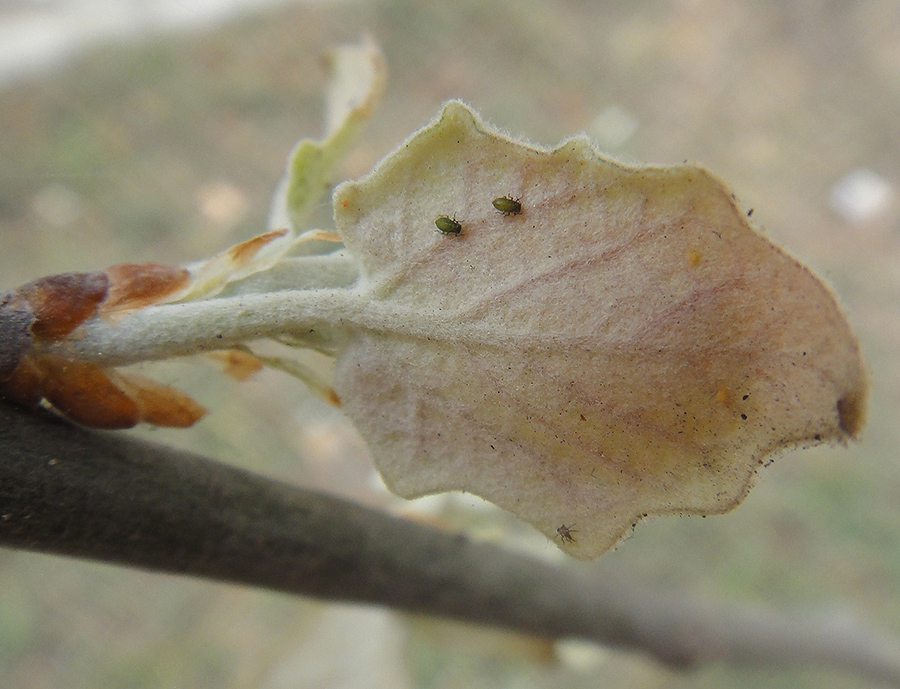 Image of Populus alba specimen.