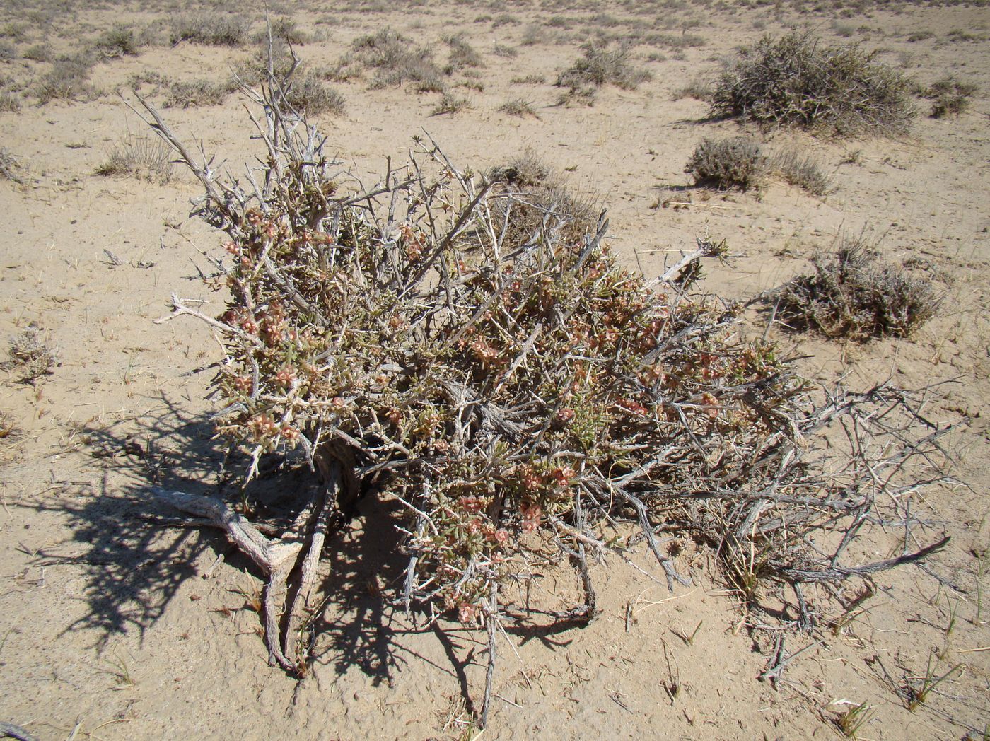 Image of Salsola arbuscula specimen.