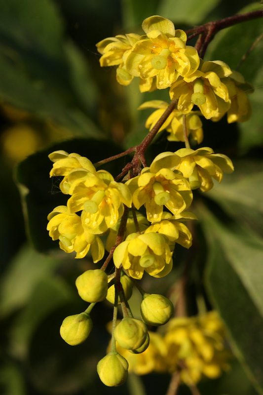 Image of Berberis vulgaris specimen.