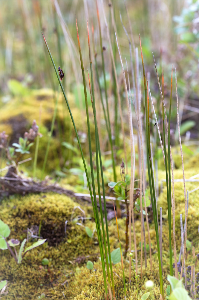 Изображение особи Juncus arcticus.