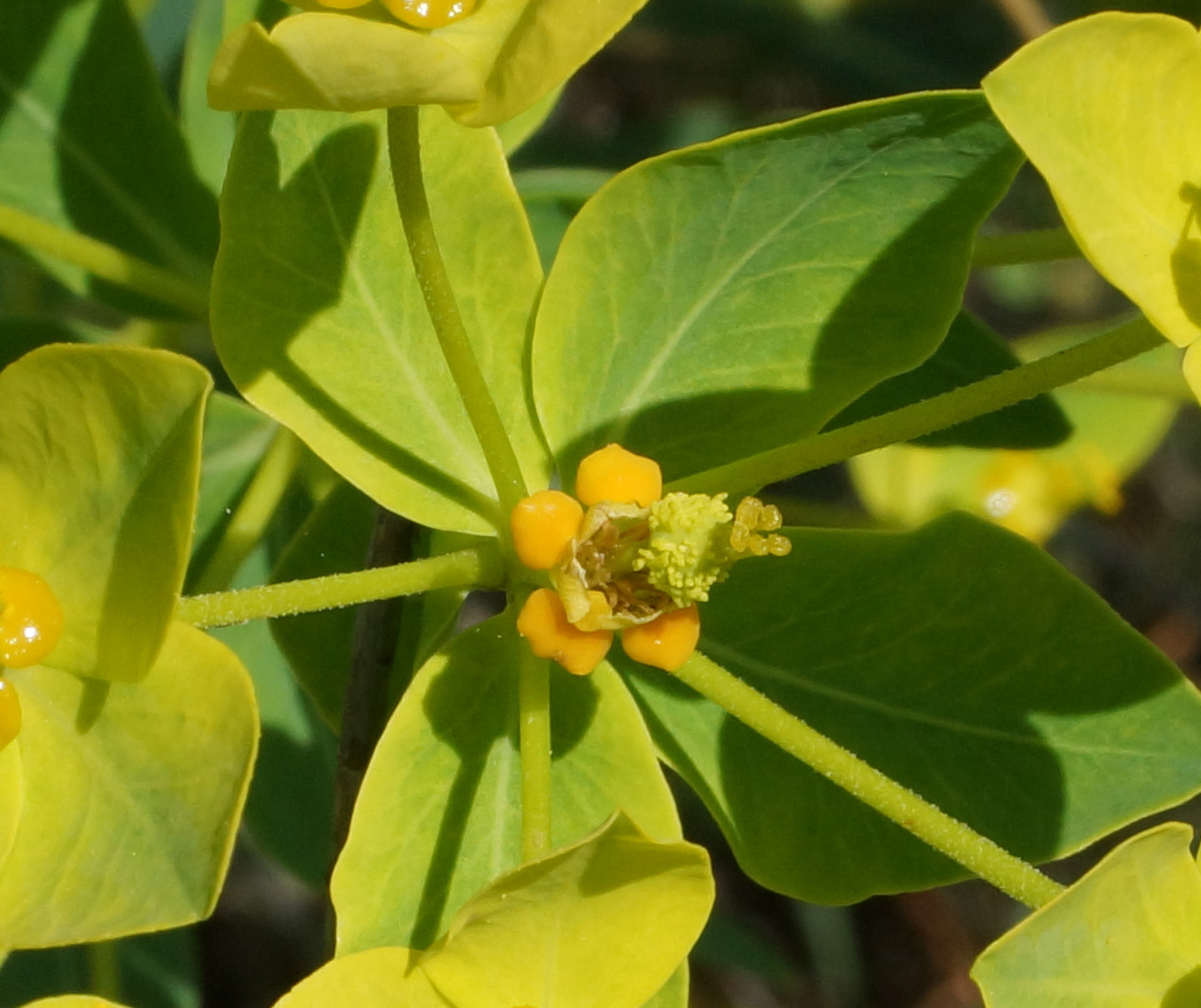 Изображение особи Euphorbia macrorhiza.