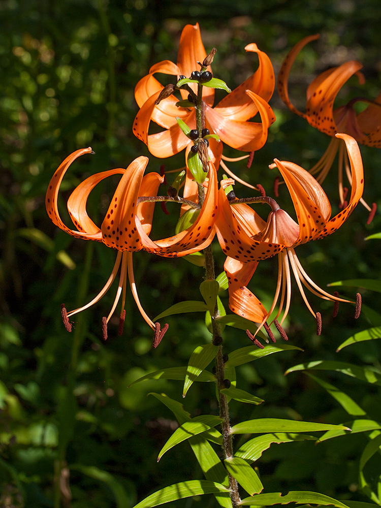 Изображение особи Lilium lancifolium.