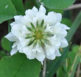 Trifolium hybridum