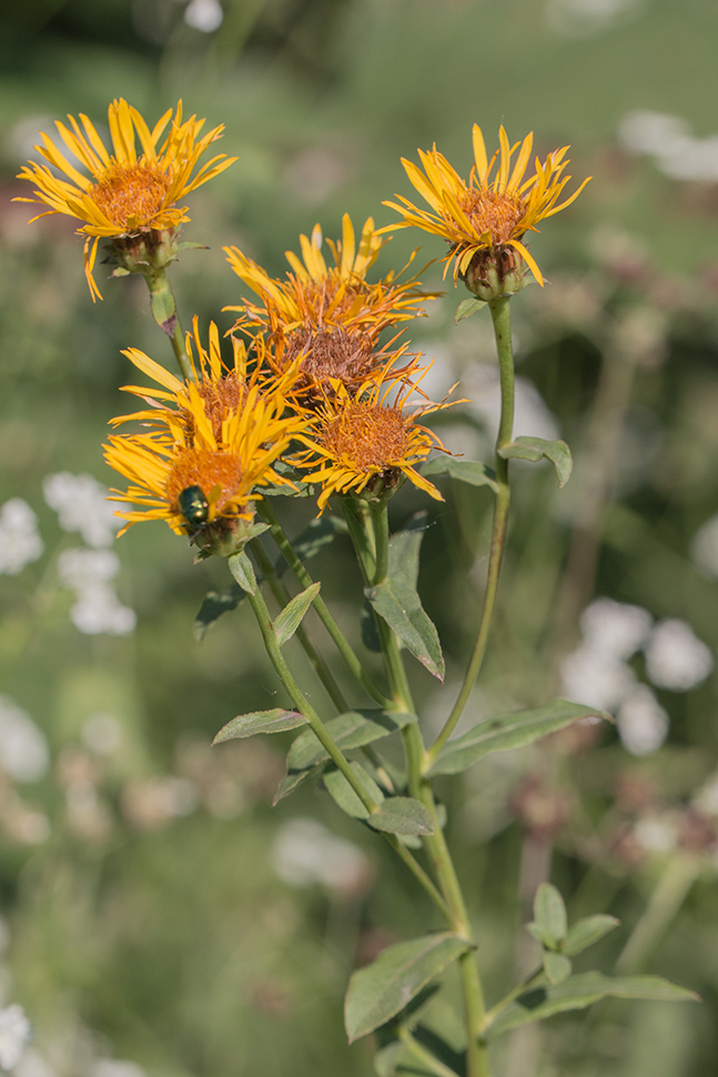 Изображение особи Inula aspera.