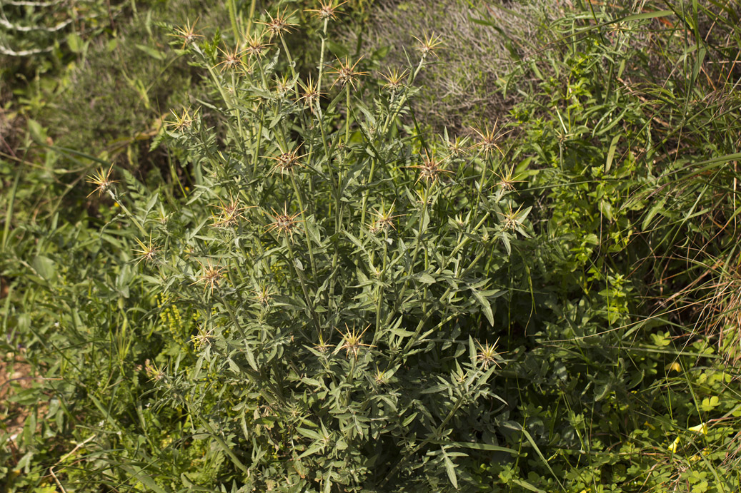 Image of Centaurea laconica specimen.