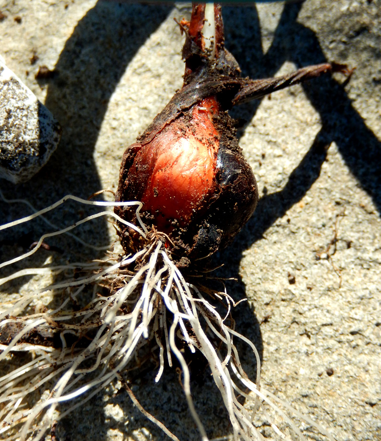 Image of Tulipa australis specimen.