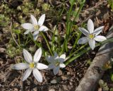 Ornithogalum woronowii