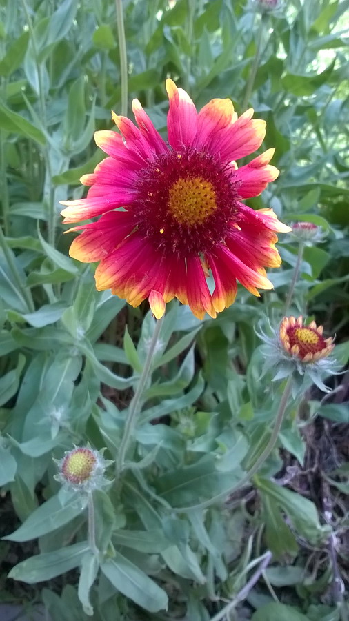 Image of Gaillardia aristata specimen.