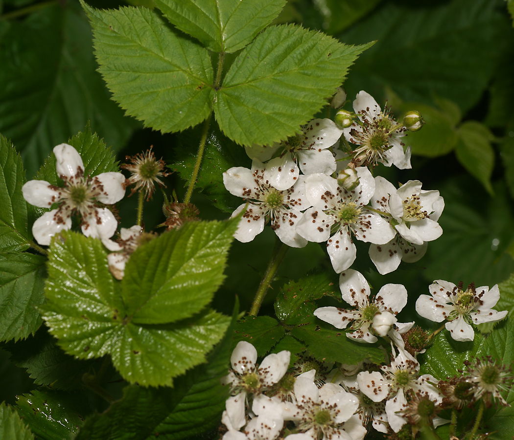 Изображение особи Rubus allegheniensis.