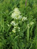 Thalictrum lucidum