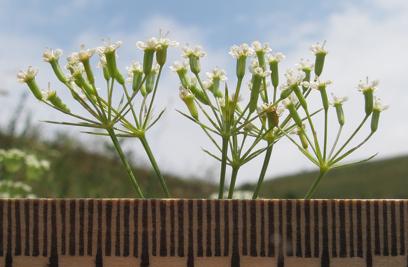 Изображение особи Falcaria vulgaris.