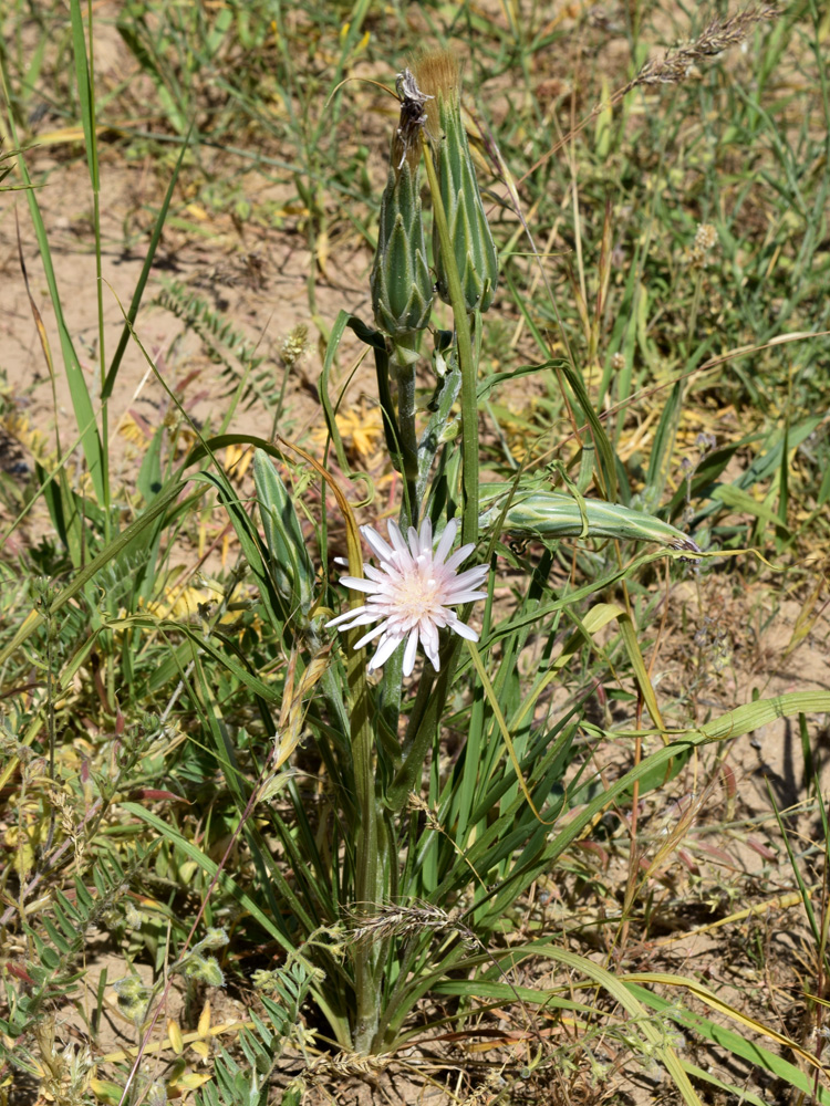 Изображение особи Scorzonera tragopogonoides.