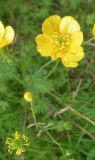 genus Ranunculus