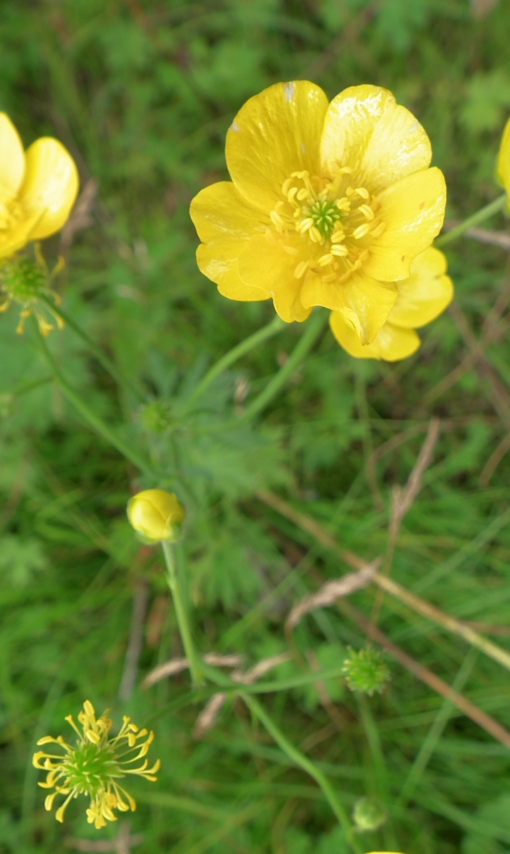 Изображение особи род Ranunculus.