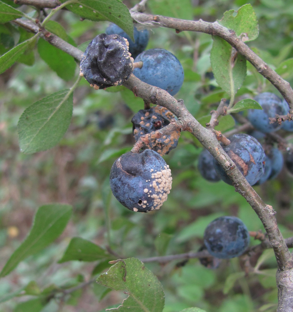 Изображение особи Prunus spinosa.