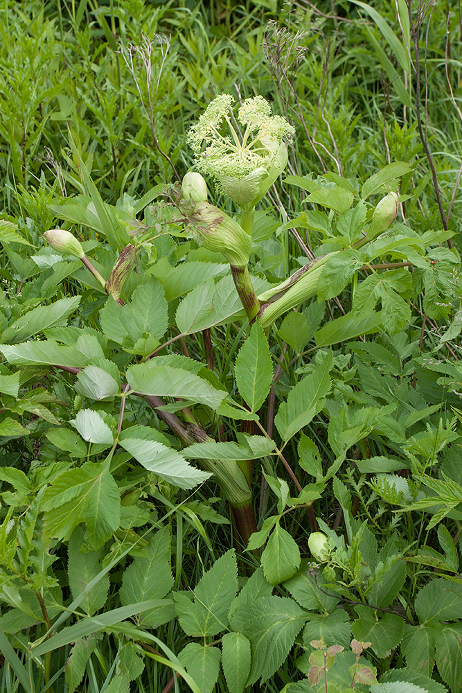 Изображение особи Archangelica litoralis.